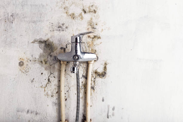 Professional Mold Remediation in Blennerhassett, WV