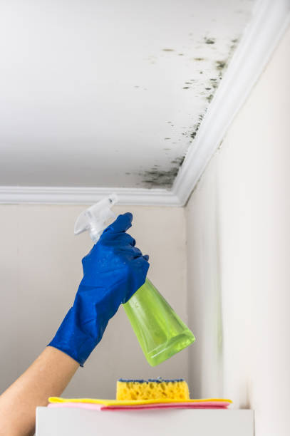 Best Mold Remediation for Specific Building Types in Blennerhassett, WV