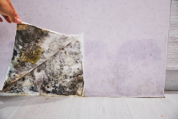 Best Residential Mold Remediation in Blennerhassett, WV
